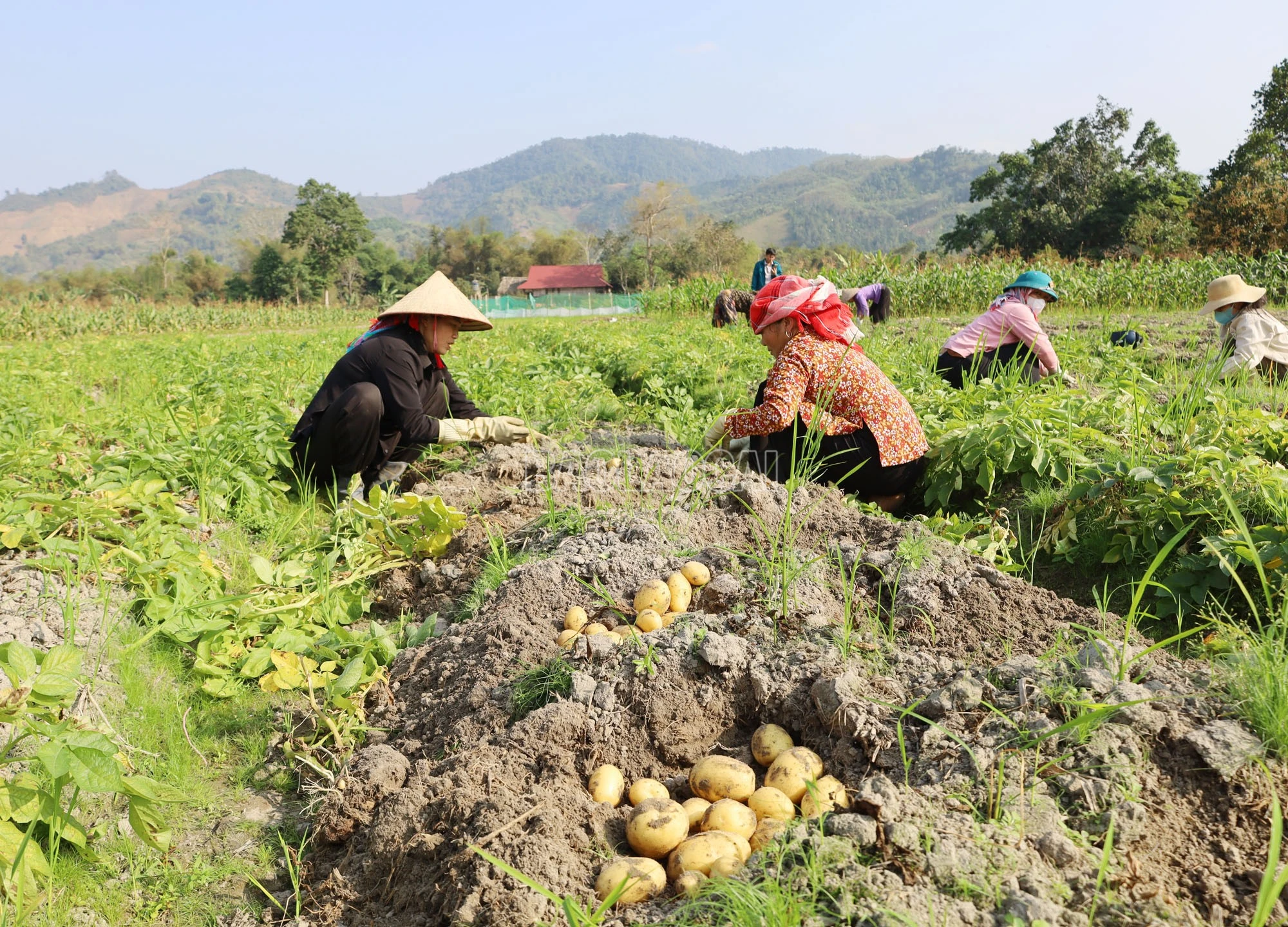 baolaocai-c_img-5567.jpg