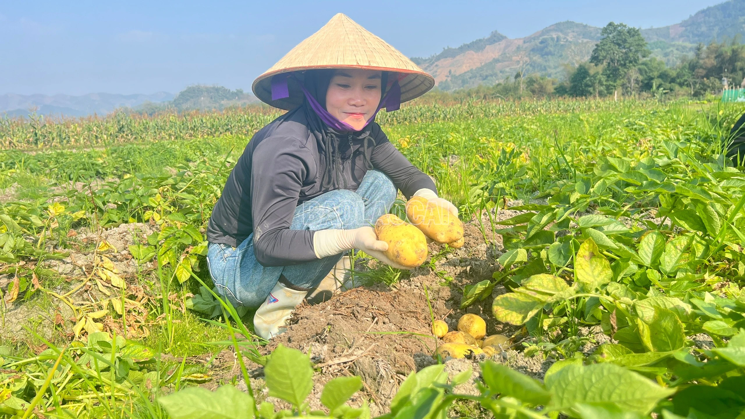 baolaocai-c_z7518746810331-af73de3e1f6f9f3537001d87f3745761.jpg