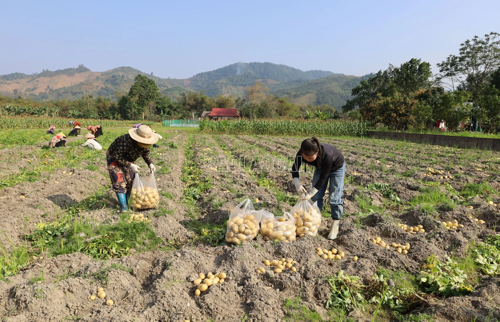 baolaocai-c_img-5610.jpg