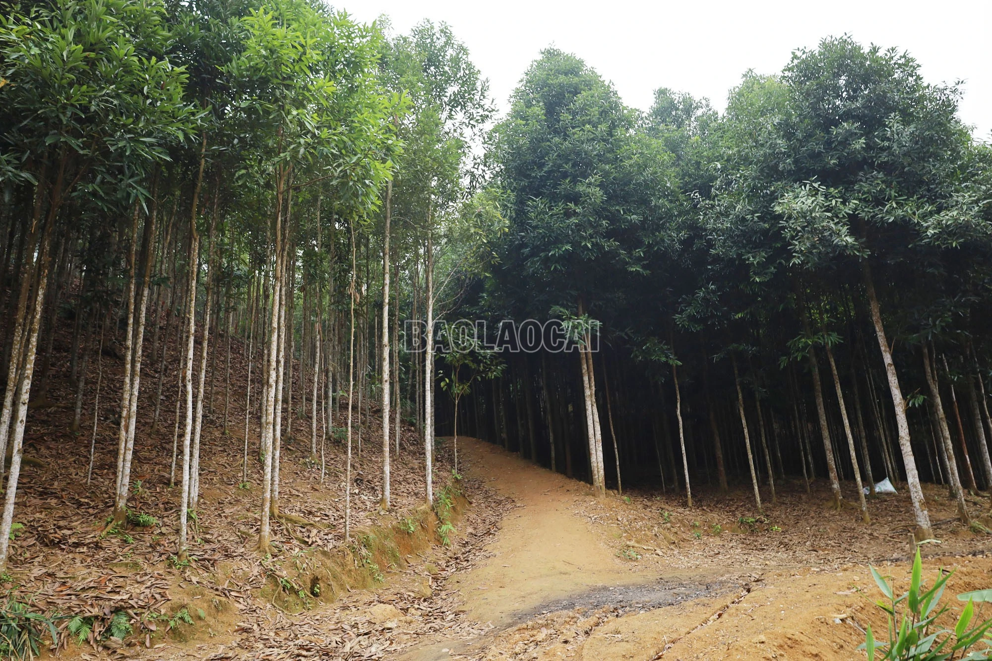 baolaocai-c_4.jpg