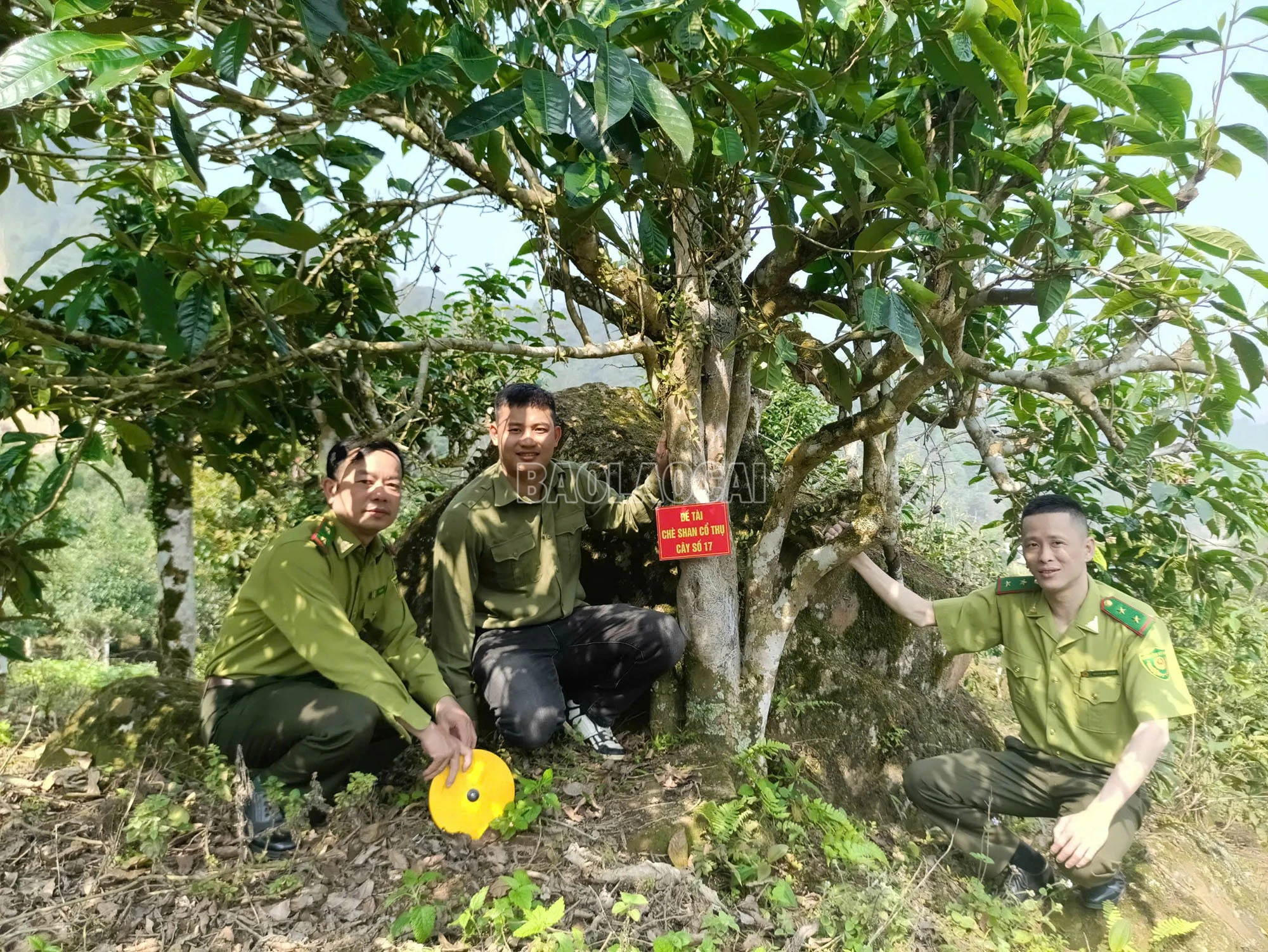baolaocai-c_3.jpg