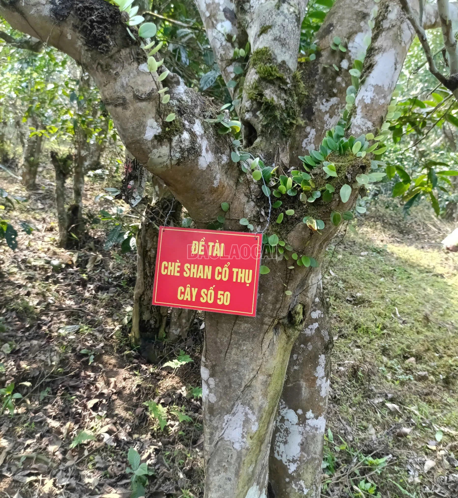 baolaocai-c_5.jpg