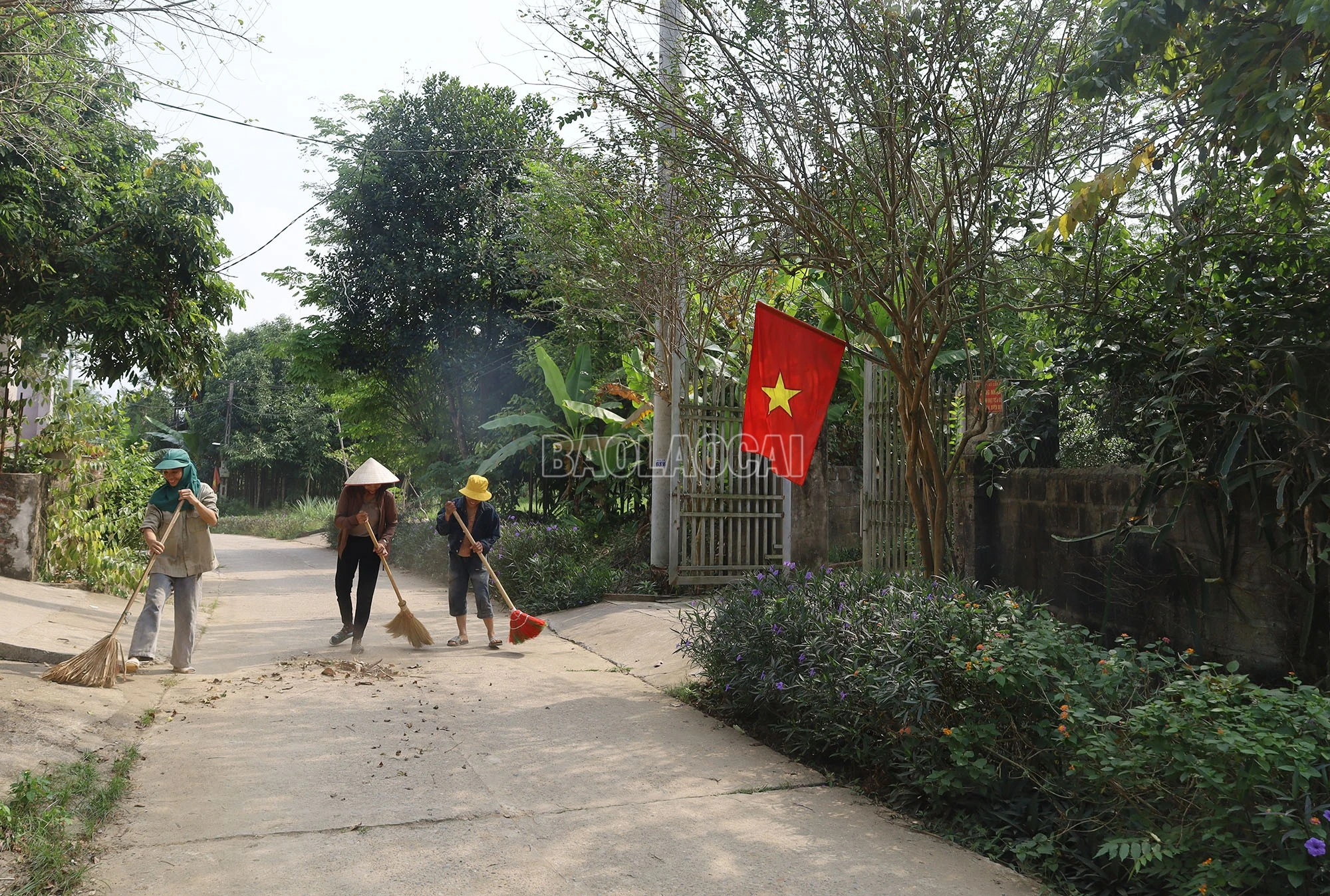 baolaocai-c_a9.jpg