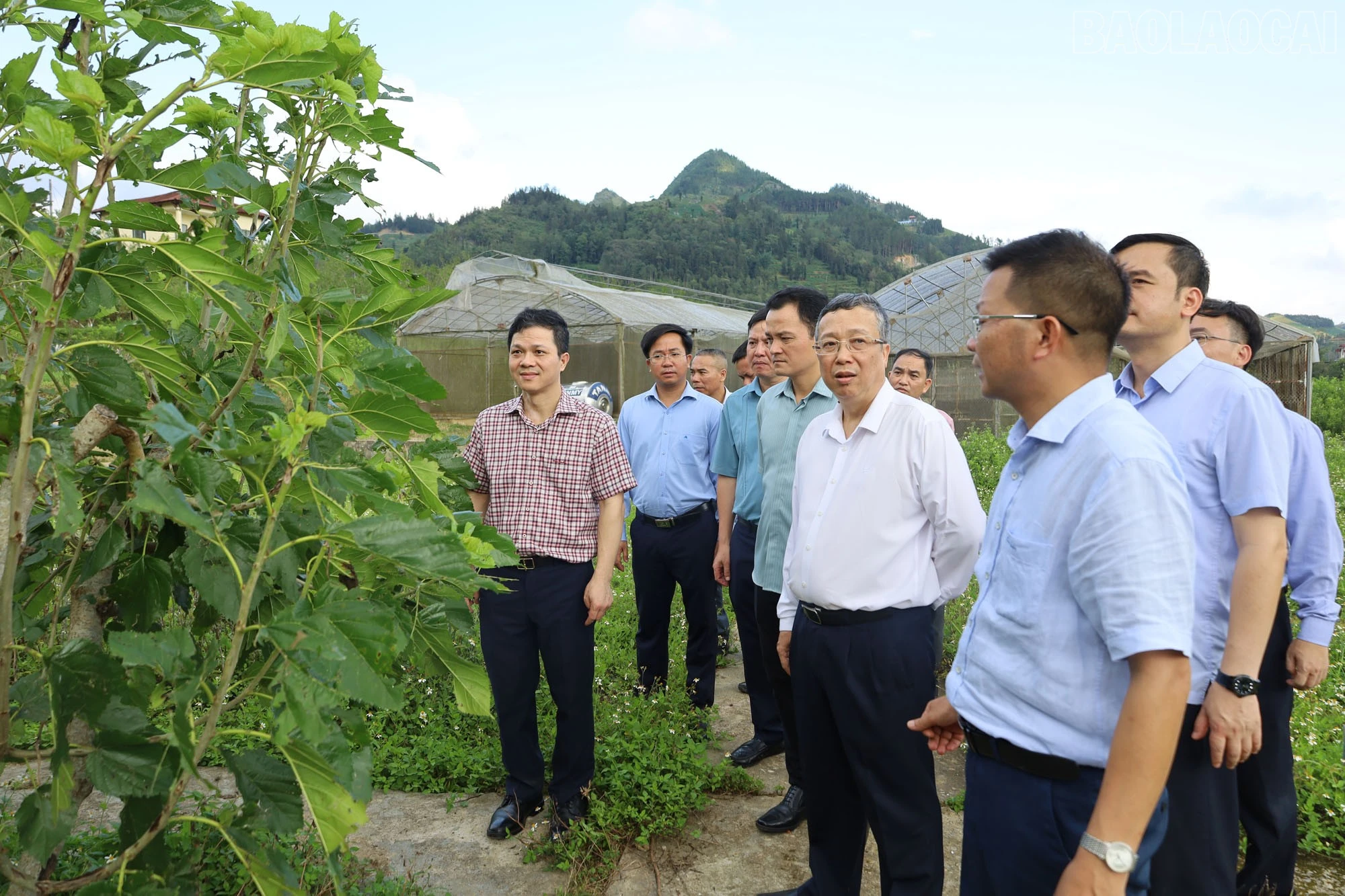baolaocai-tr_6-9574.jpg