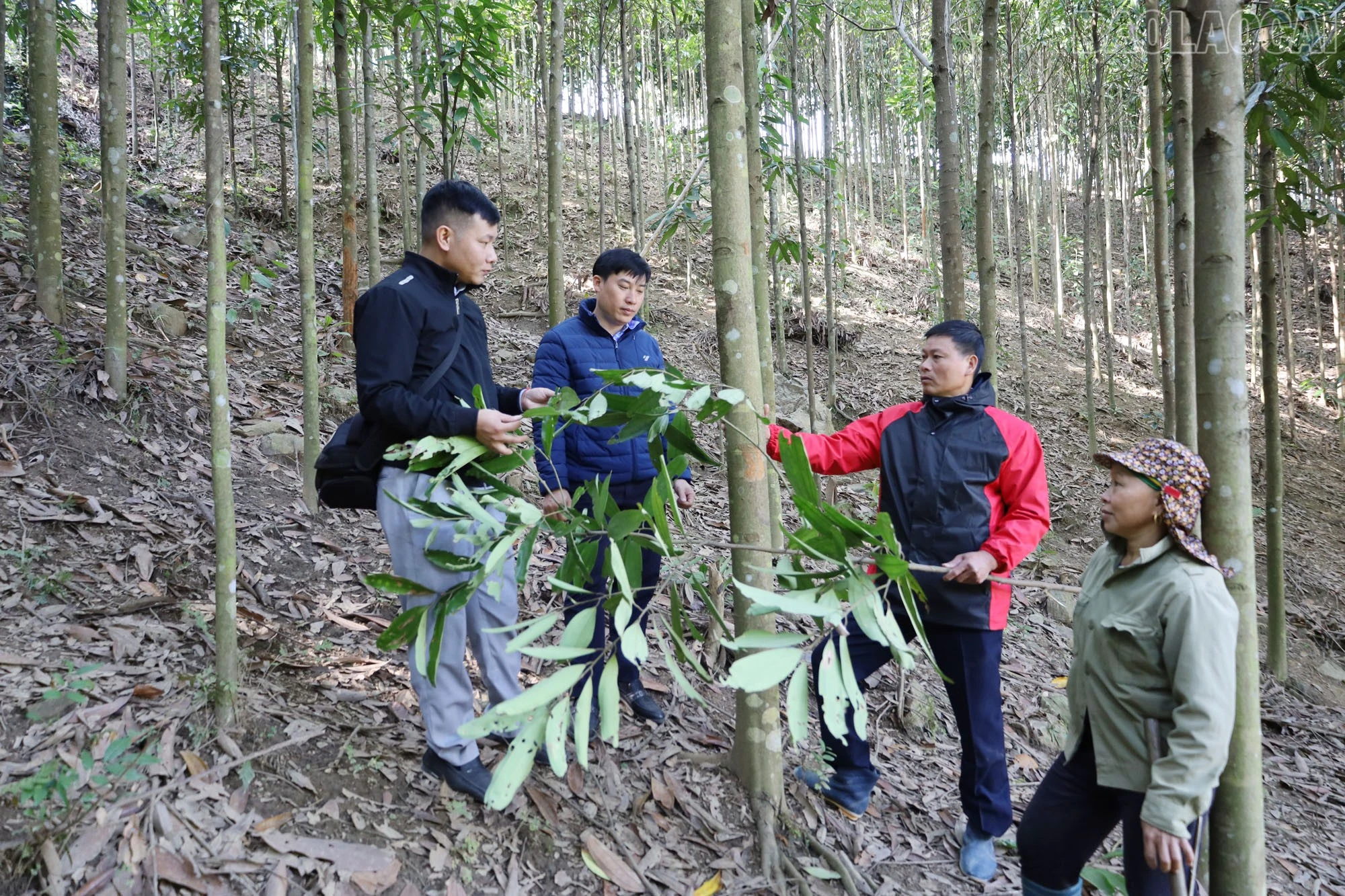 baolaocai-tr_1.jpg