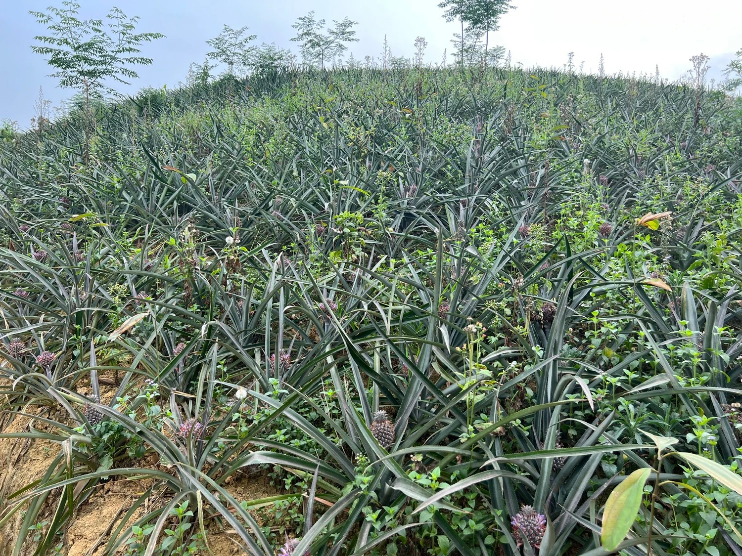 baolaocai-tr_dua-trai-vu-xa-ban-lau.jpg