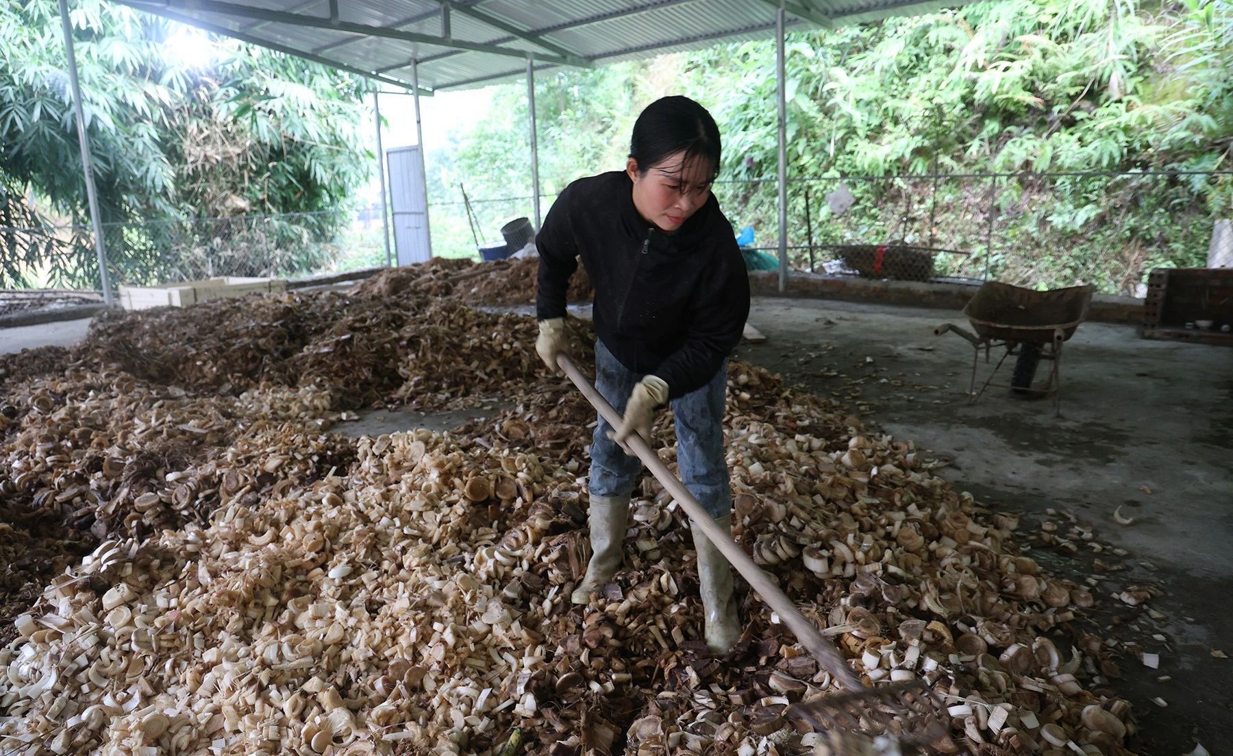 baolaocai-tr_img-1660.jpg