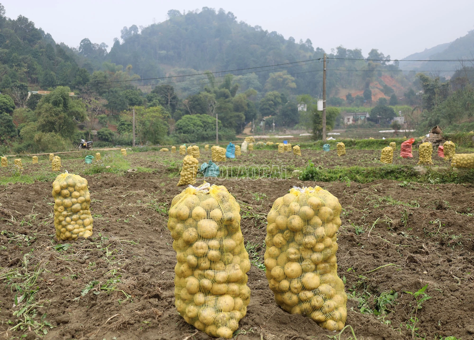 baolaocai-c_8a.jpg