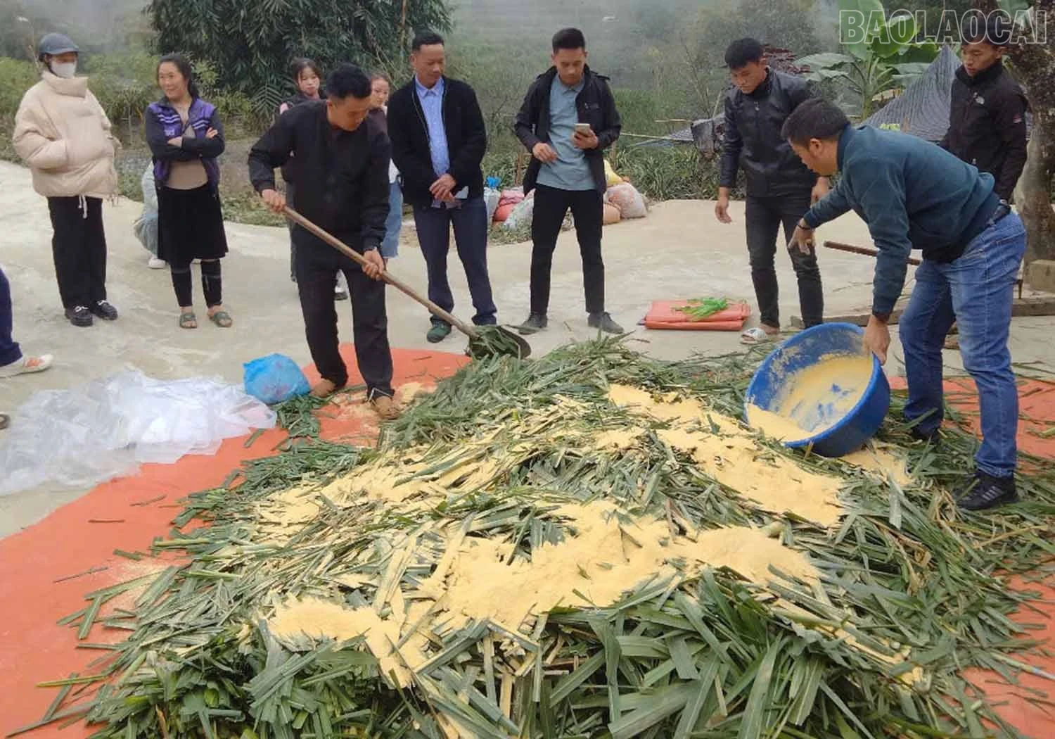 baolaocai-tr_2.jpg