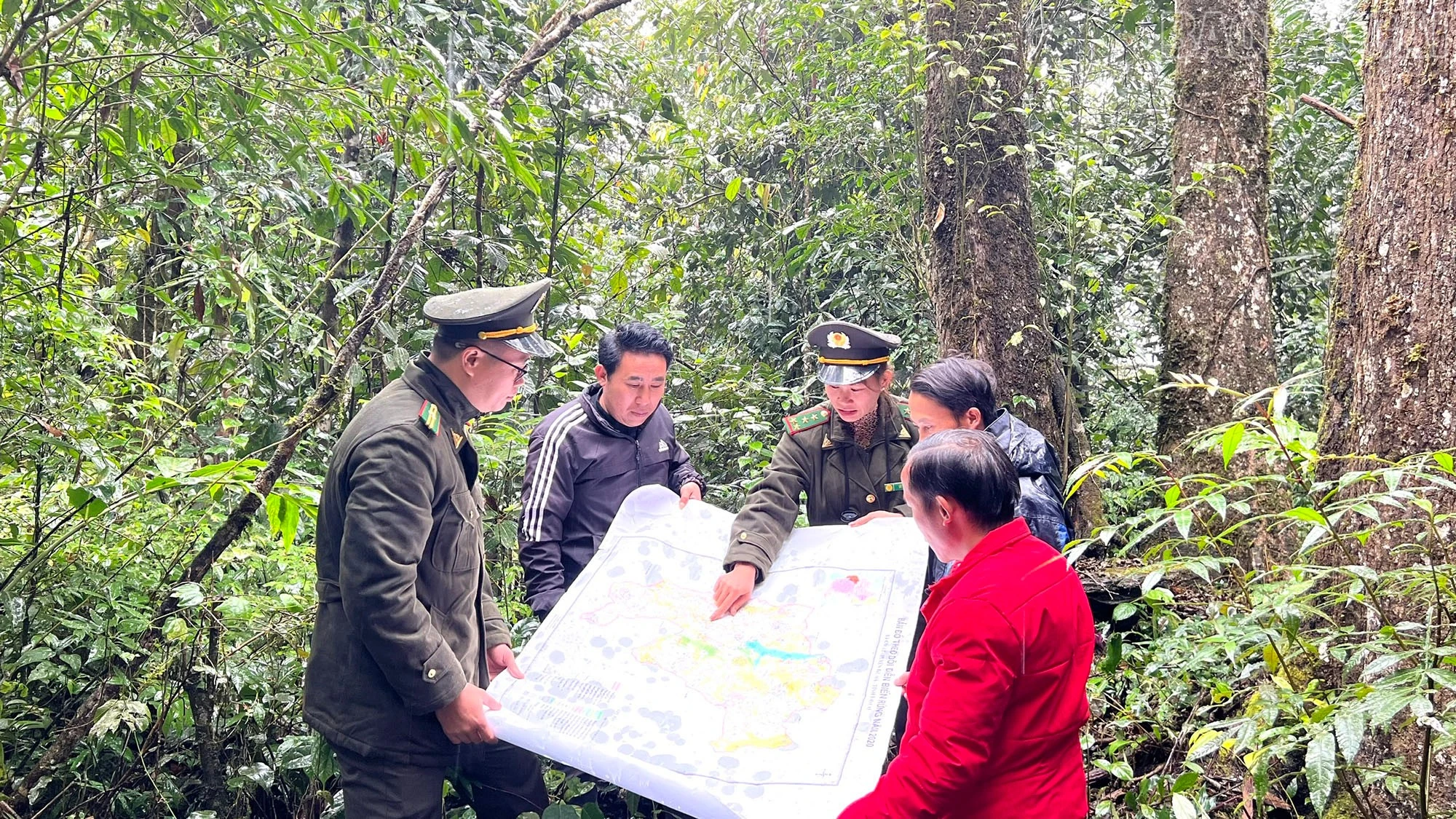 baolaocai-tr_z6268337299579-ad0a7a79e2894c1357a277180bb47b7a.jpg