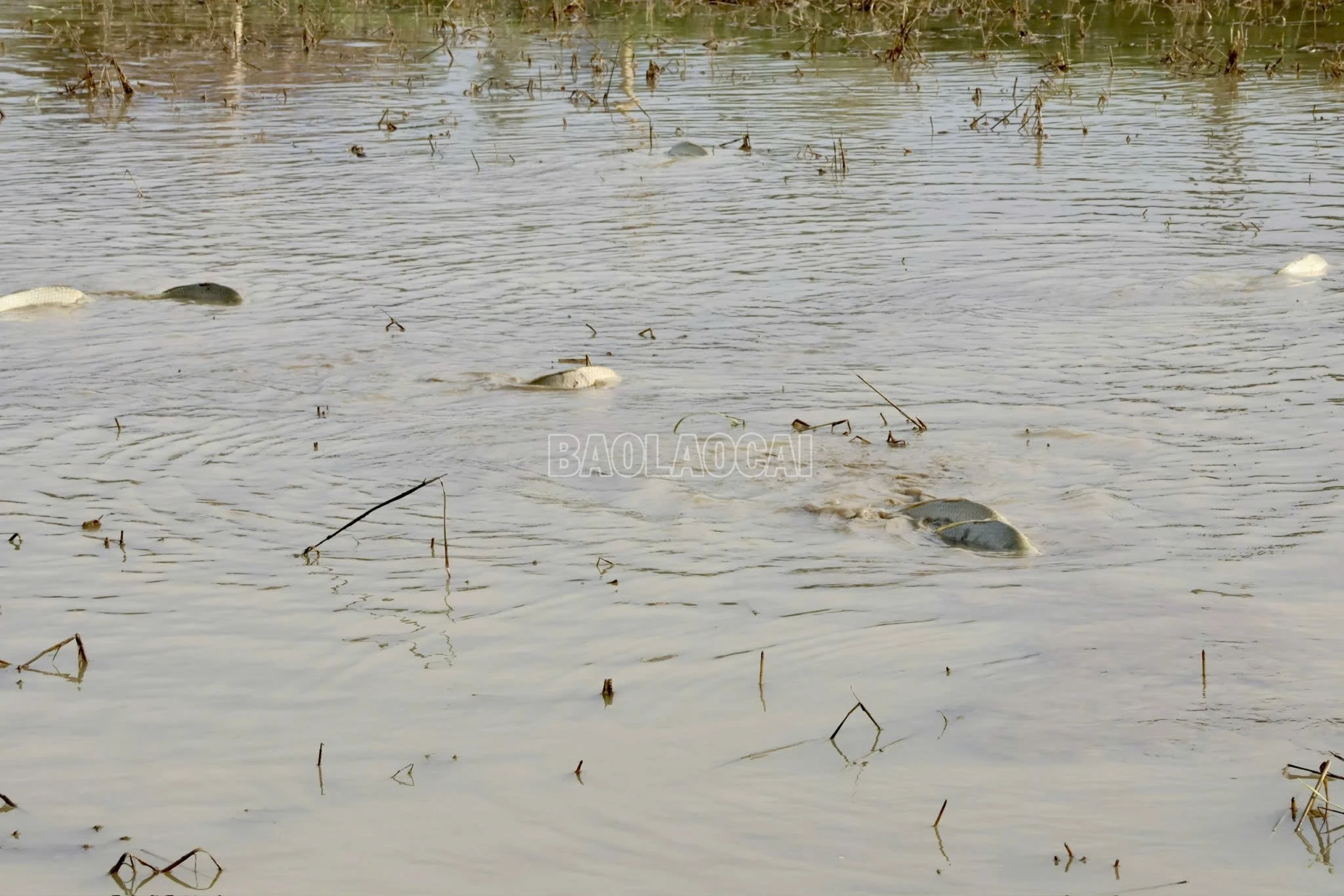 baolaocai-c_z7859231803486-06e08a3abacbee56334d193e3072d2dc.jpg