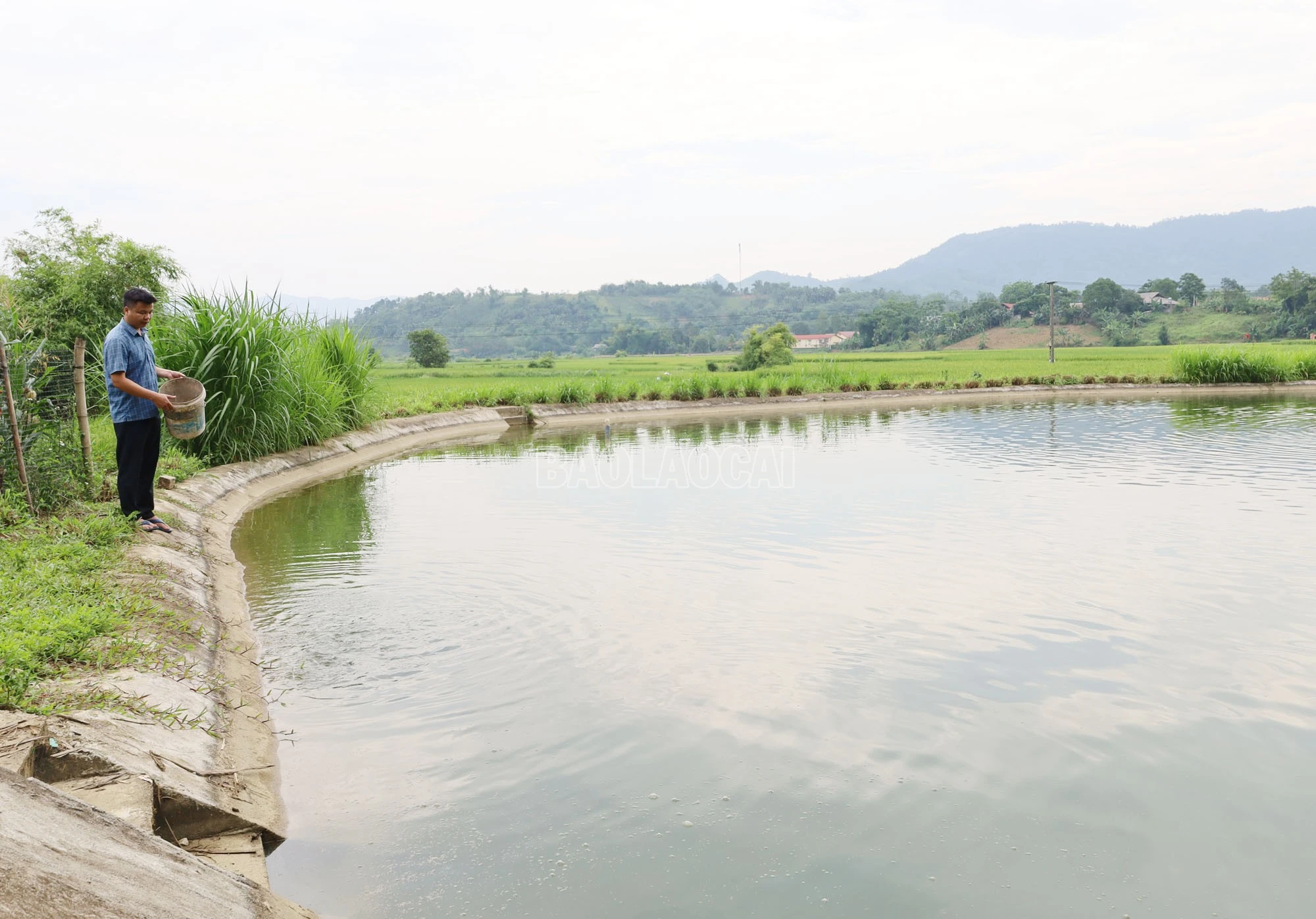 baolaocai-c_img-7833.jpg