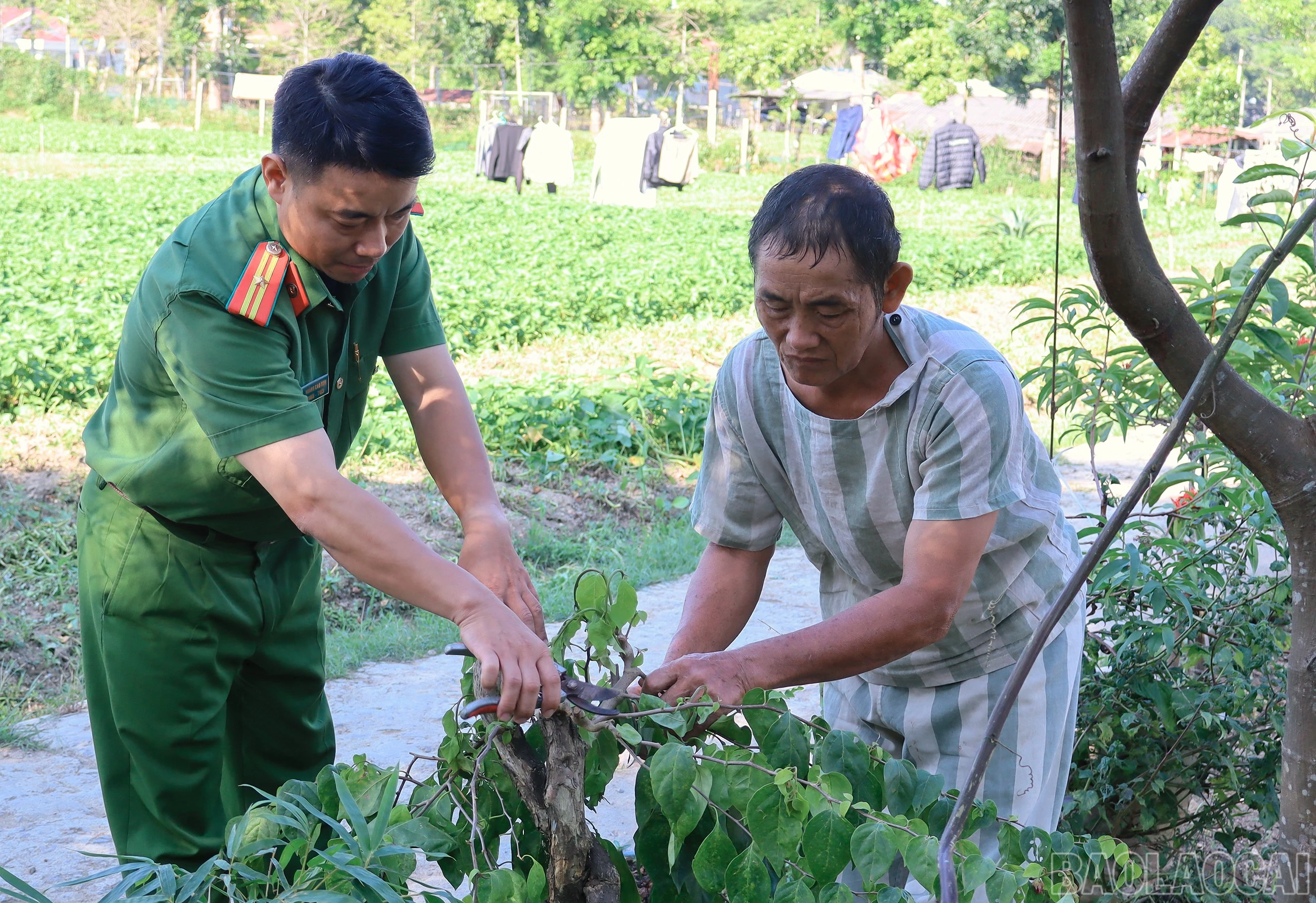 baolaocai-br_dc-hoang-cao-son-huong-dan-pn.jpg