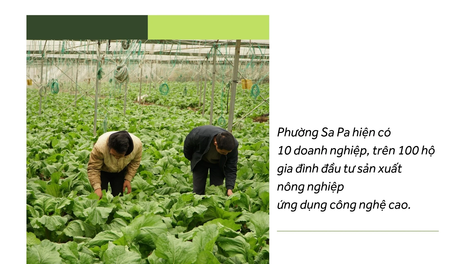 tien-phong-20260130-224419-0000.jpg
