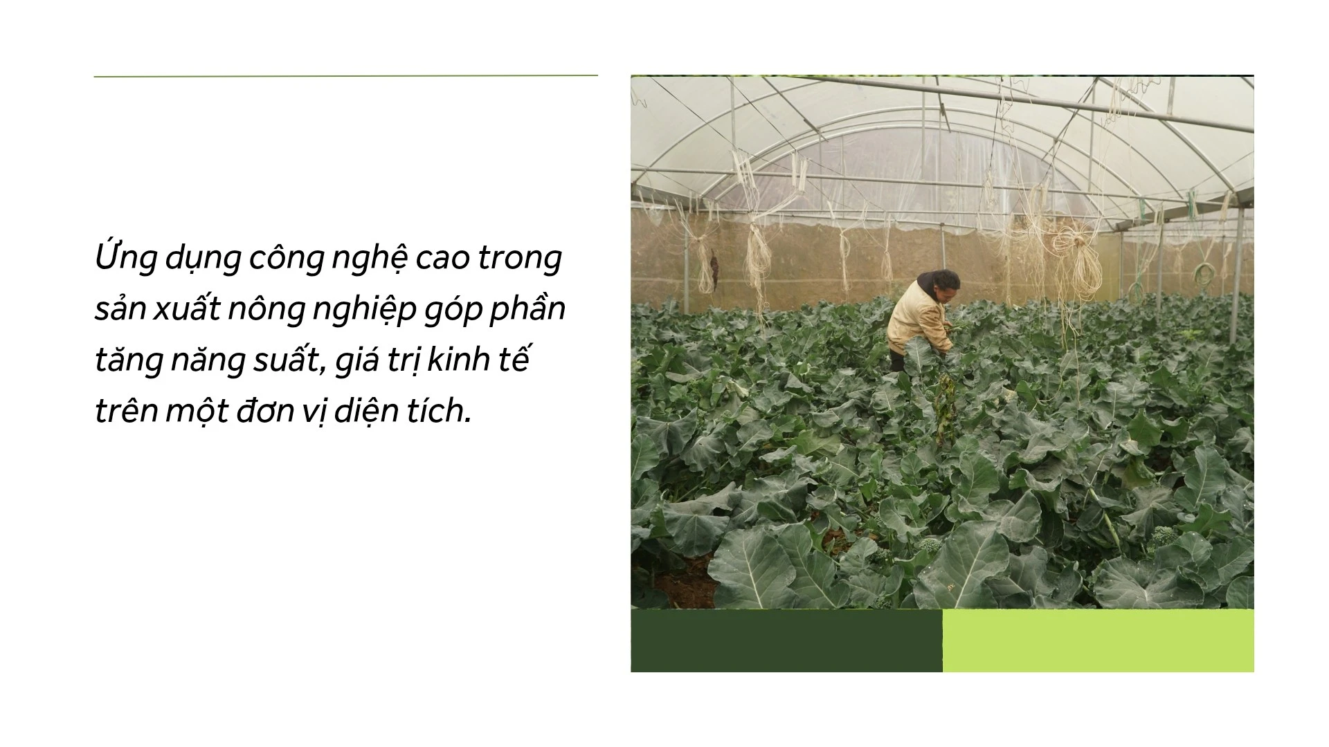 tien-phong-20260130-223715-0004.jpg