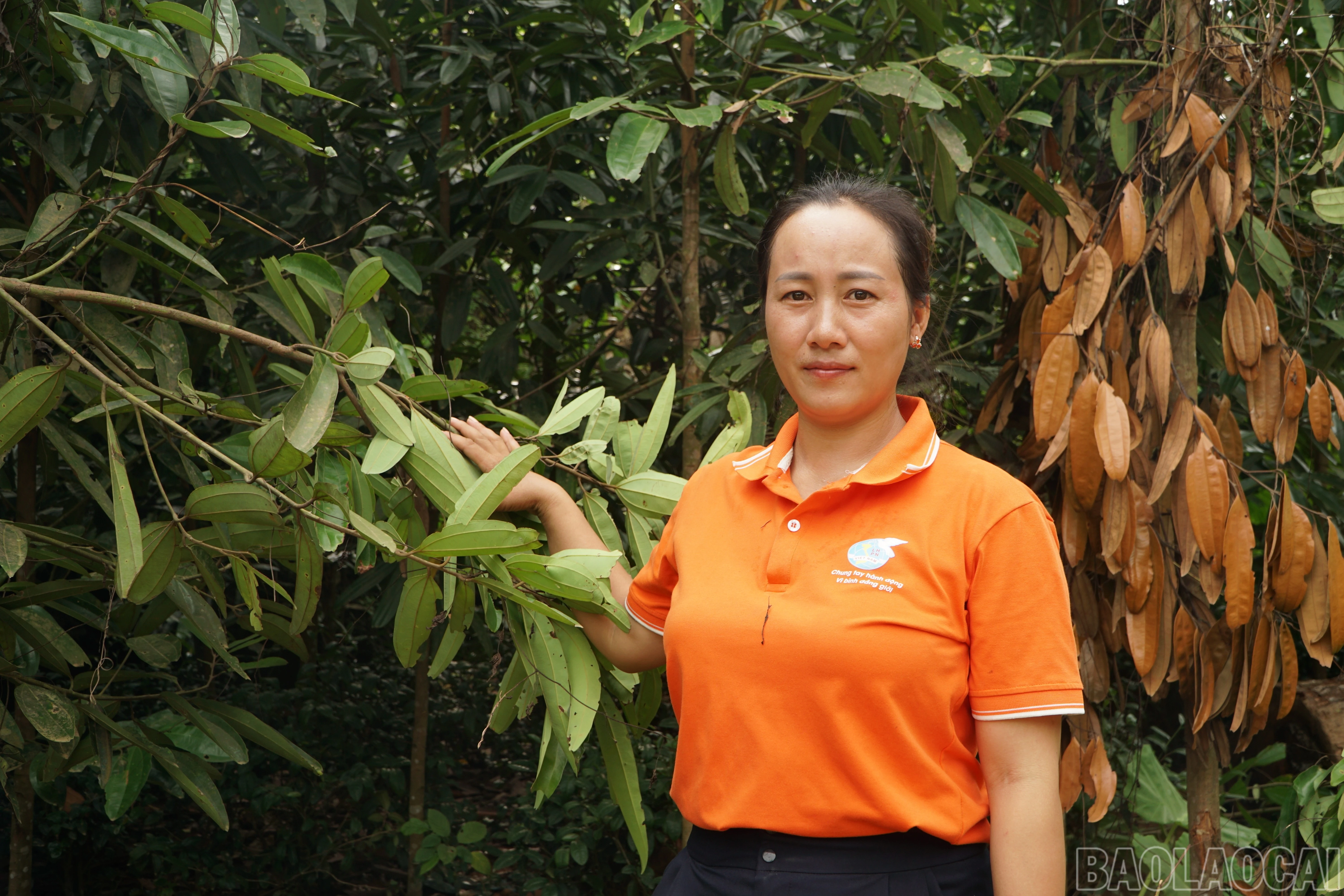 baolaocai-br_save-20260106-155030.jpg
