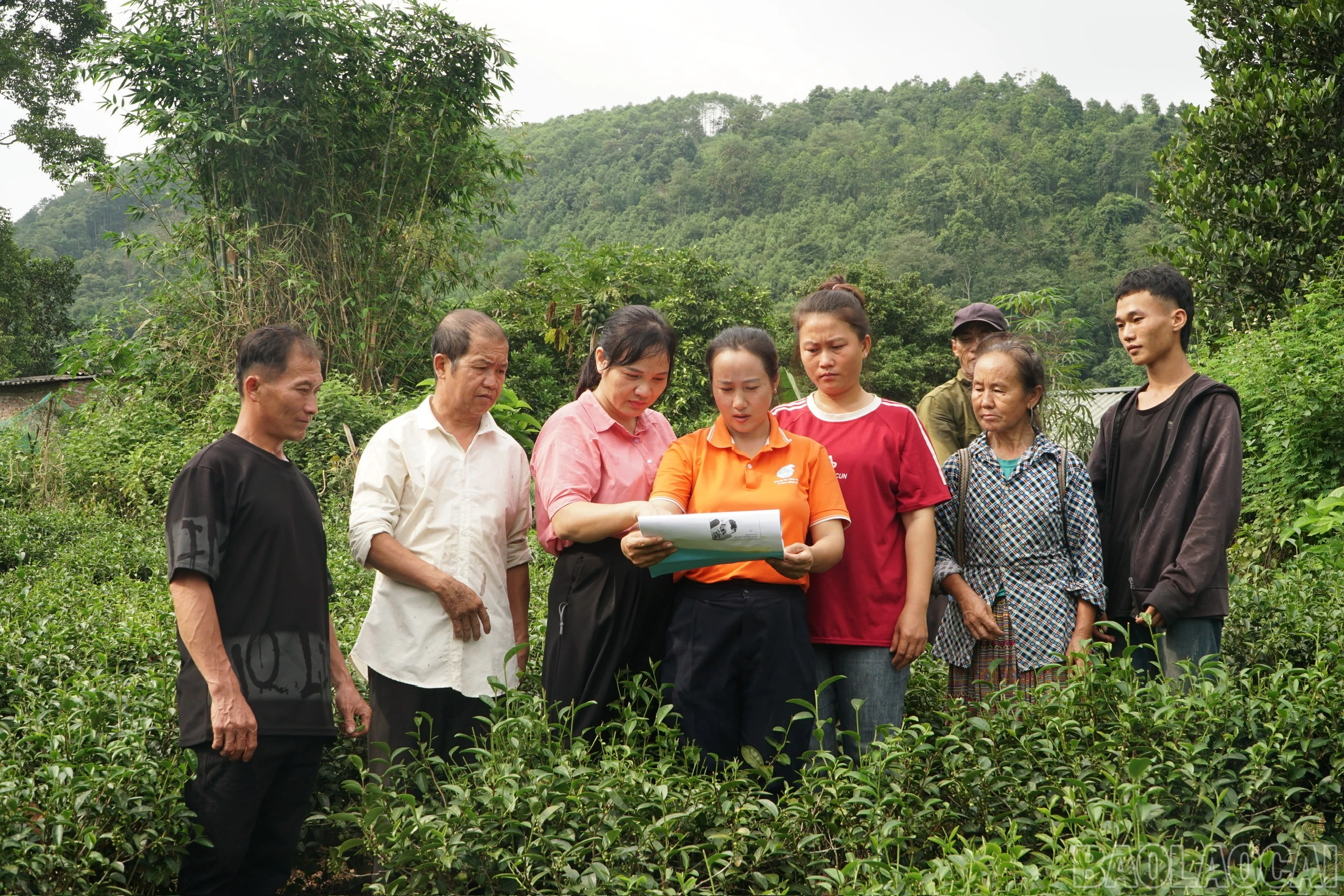 baolaocai-br_40921508b7779603ceb2c890c36022ab.jpg
