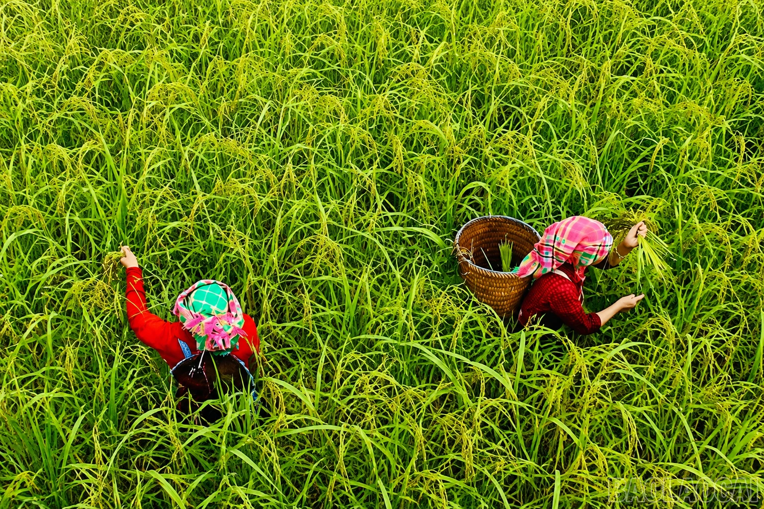 baolaocai-br_chatgpt-image-00-32-02-19-thg-8-2026.png