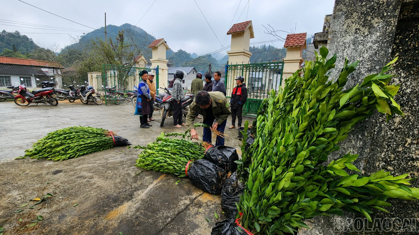 baolaocai-br_chatgpt-image-11-05-38-7-thg-7-2026.png