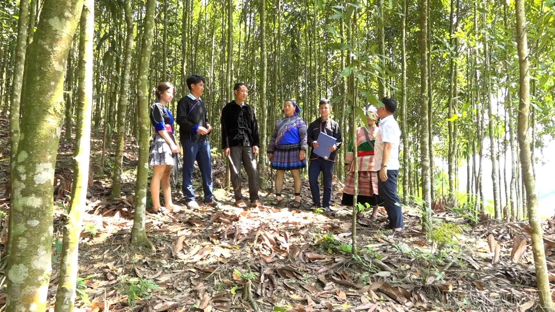 baolaocai-br_z7890891334234-ee6d3869490632d60f7e65924909bc33.jpg