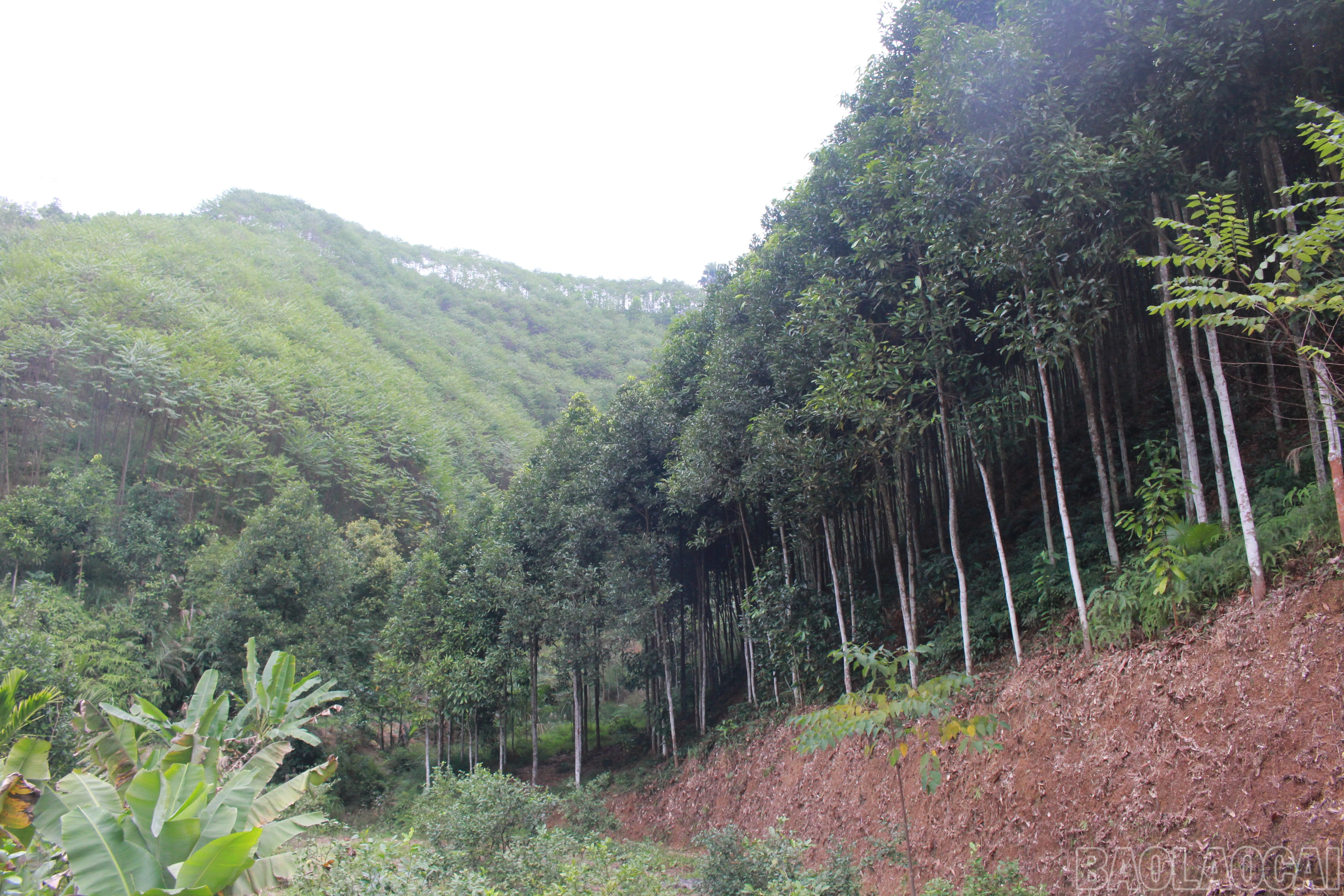 baolaocai-br_img-3522.jpg