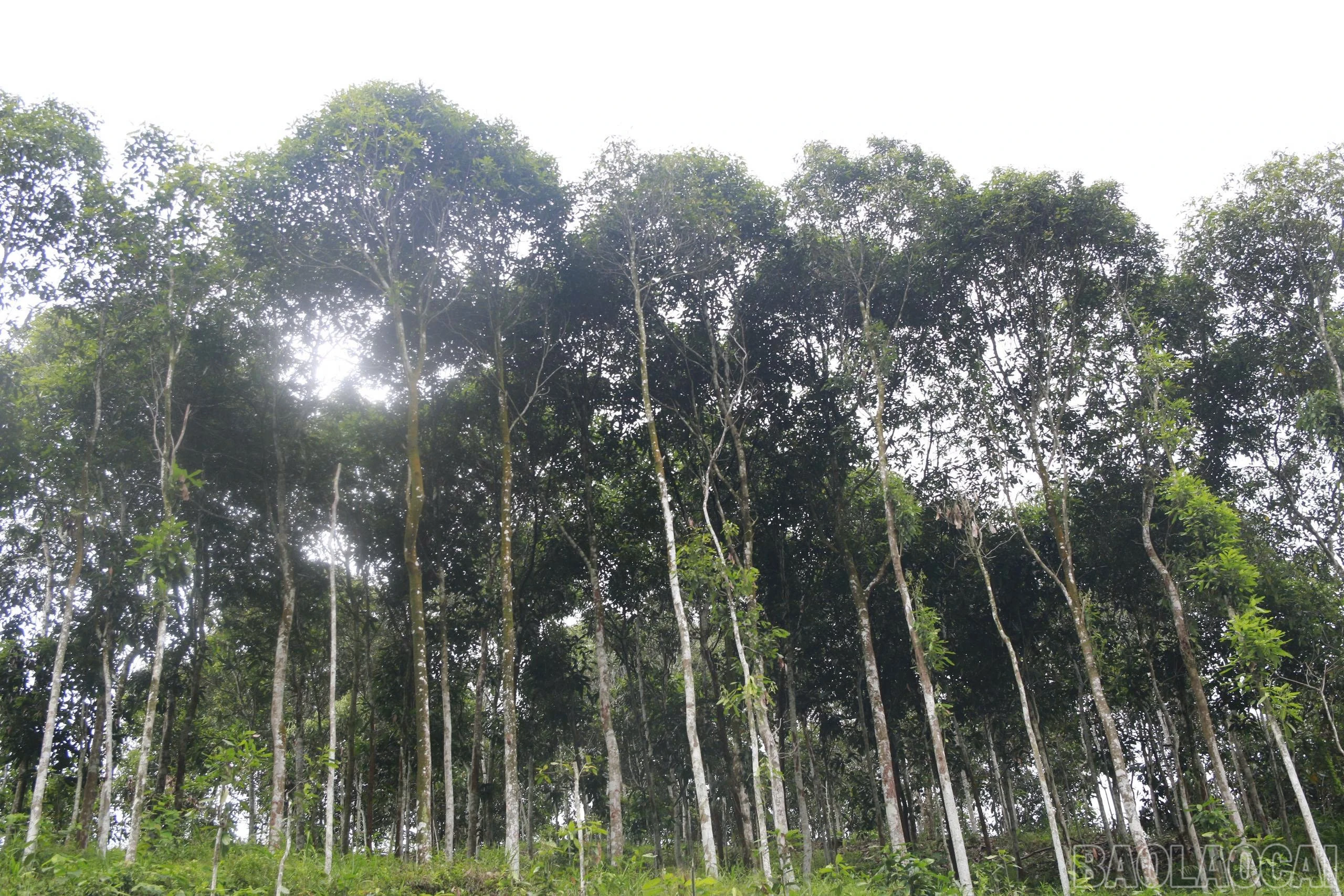 baolaocai-br_z6910159346543-1a5dee920317b7df80029df807df9ee9.jpg