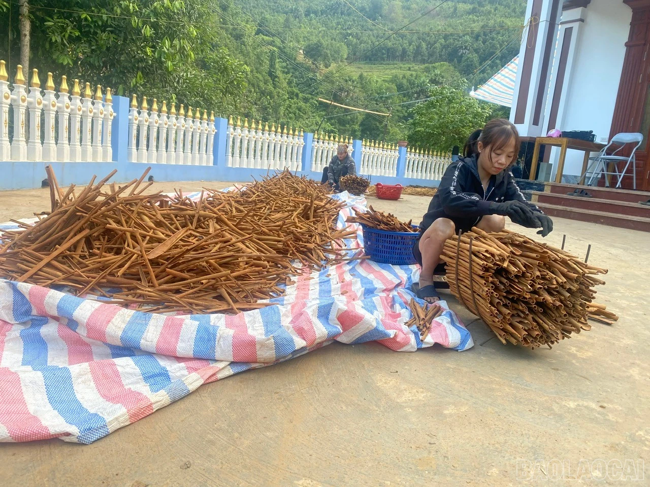 baolaocai-br_z7326605059006-e749e5305bdac5261df1fe439072564b.jpg