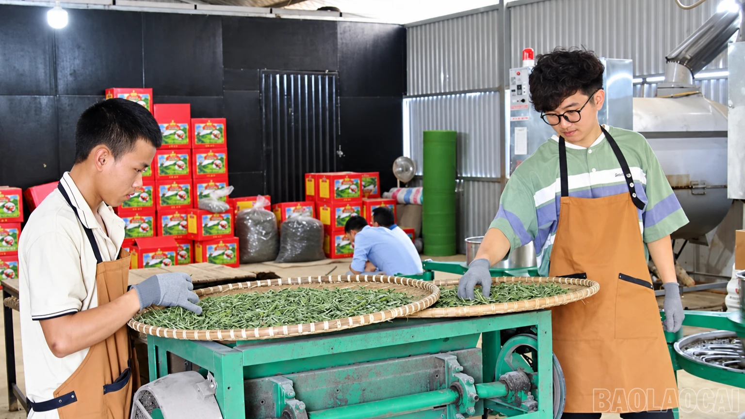 baolaocai-br_chatgpt-image-17-33-46-4-thg-9-2026-3212.png