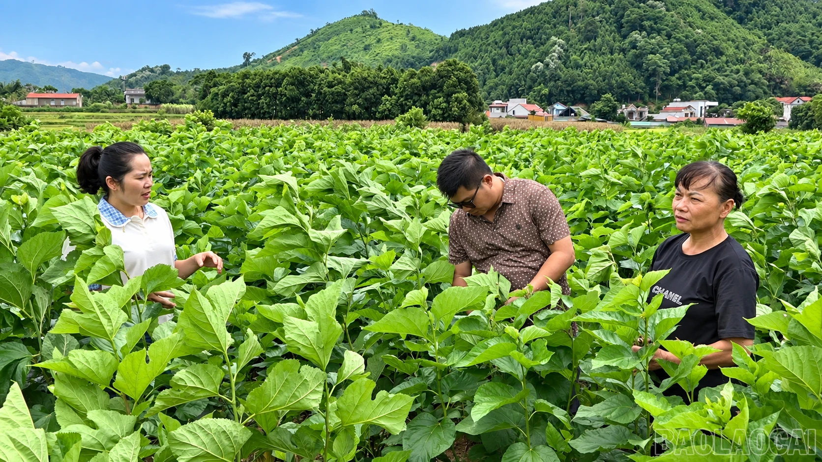 baolaocai-br_chatgpt-image-22-23-29-29-thg-9-2026.png