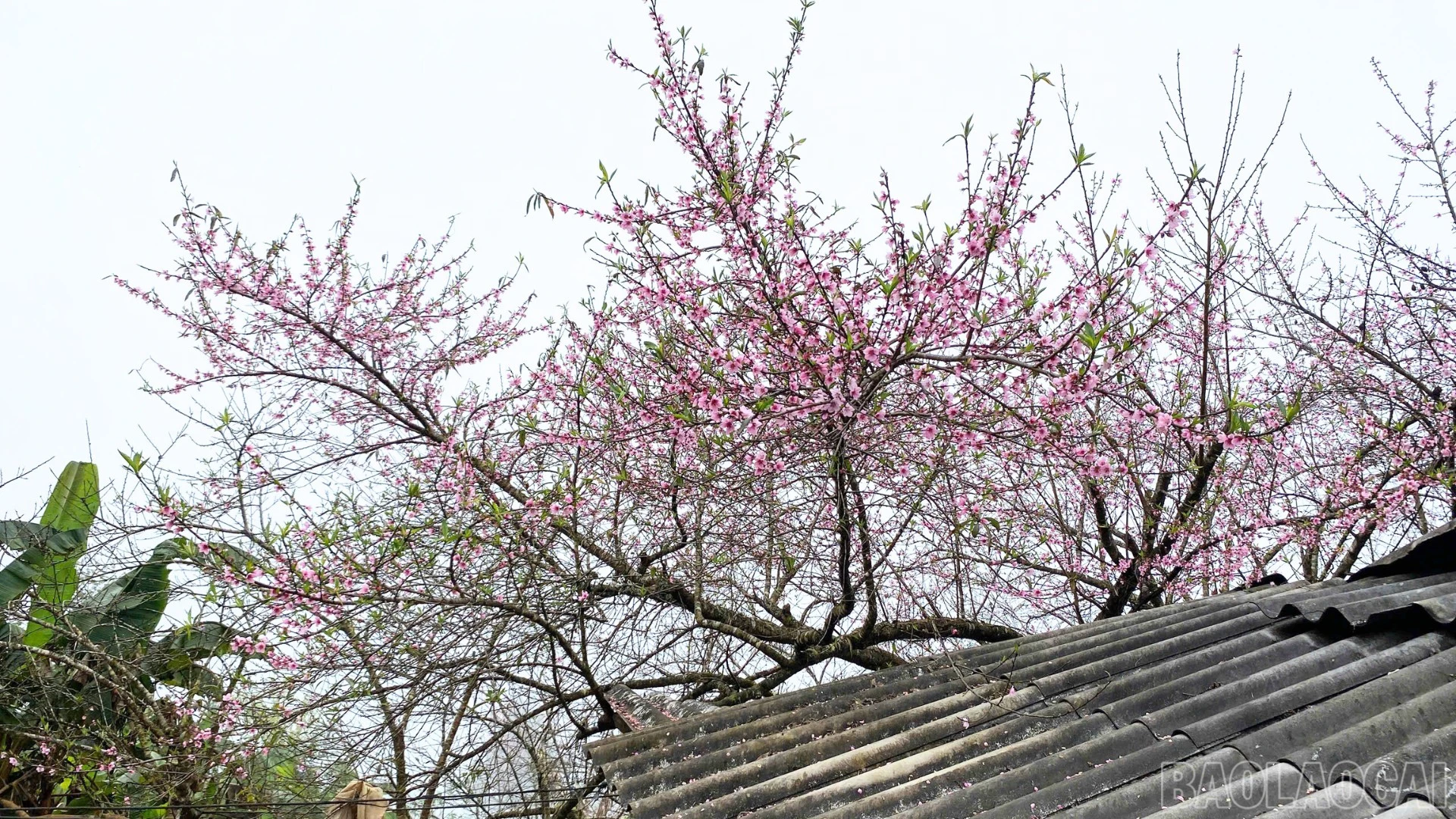 baolaocai-br_thiet-ke-chua-co-ten-38.png