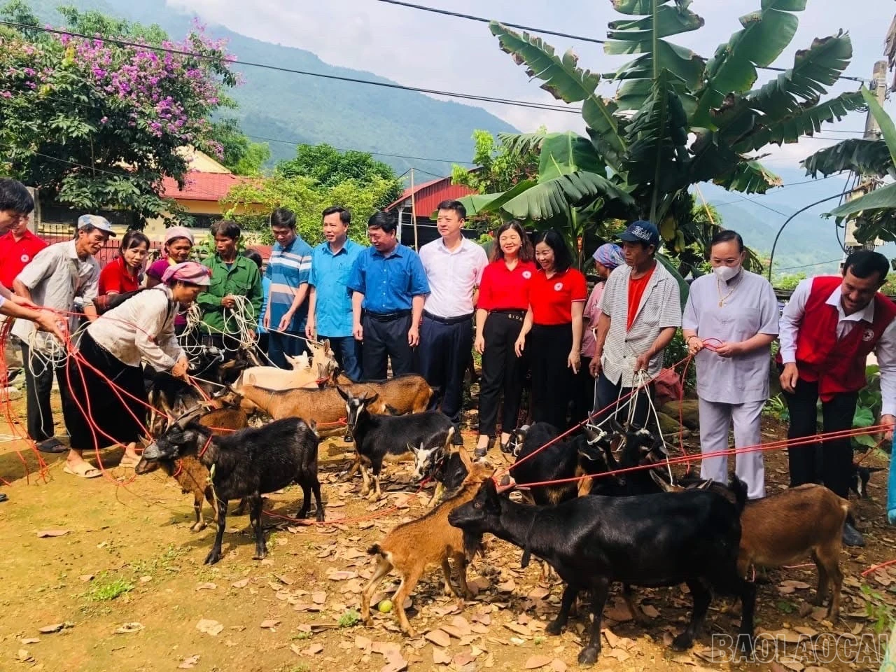 baolaocai-br_z7348637188843-0f27b6966699172871b13276c07b66f4.jpg