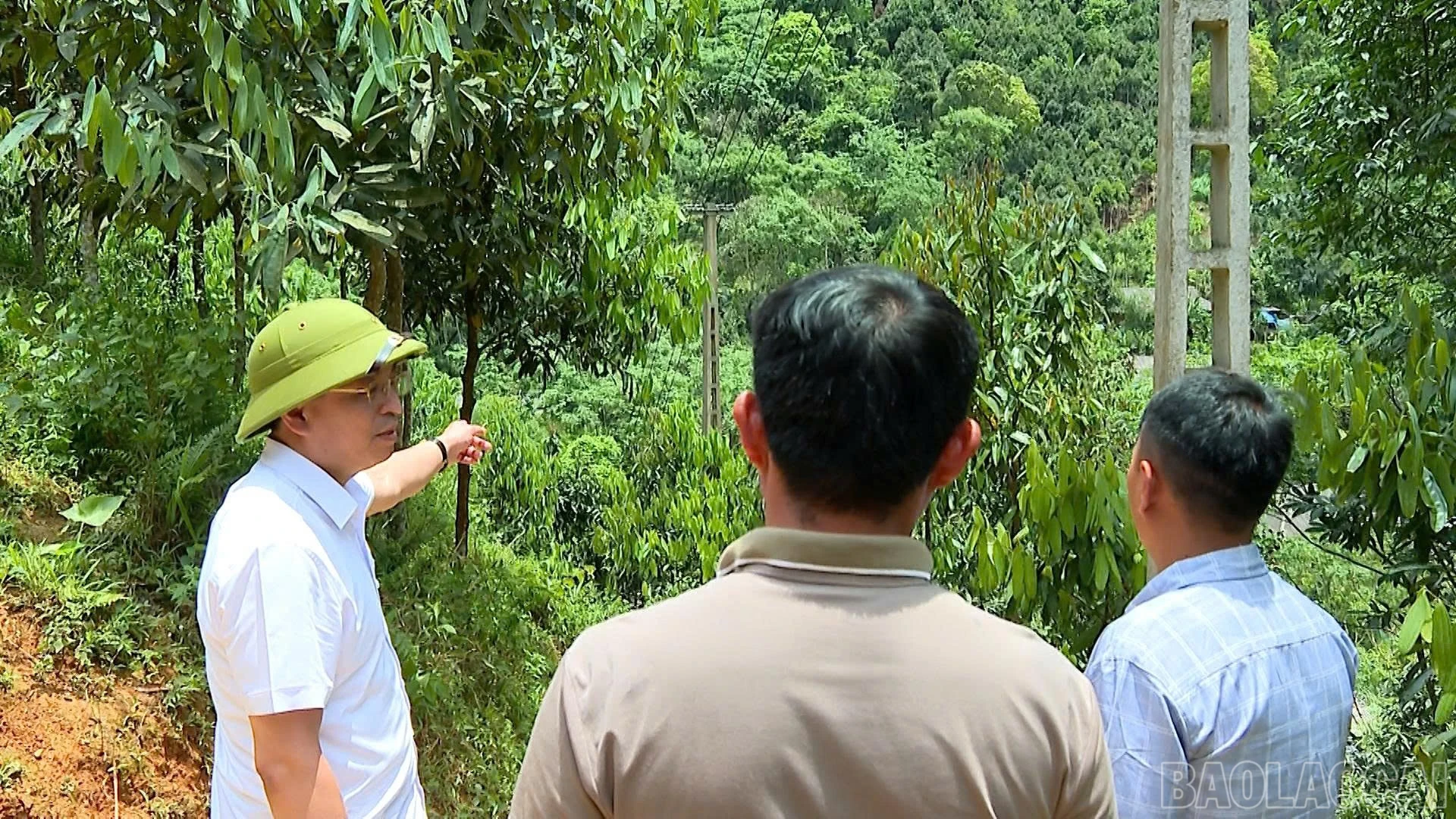 baolaocai-br_z7782920709832-933976512cd9725aa73c4d001c21e284.jpg