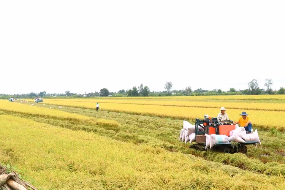 Máy gặt đập liên hợp thu hoạch lúa ở ĐBSCL.