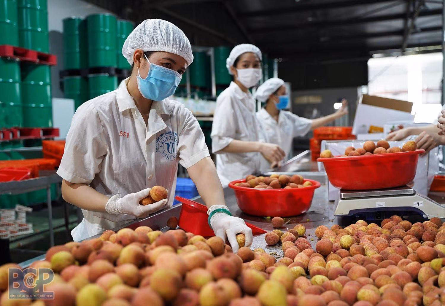 Nông sản Việt cần tiếp tục nâng cao chất lượng đáp ứng nhu cầu ngày càng cao của người tiêu dùng.