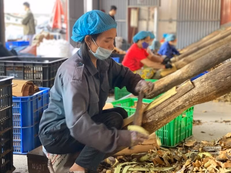 Quỹ tín dụng giúp nhiều đơn vị, hợp tác xã mở rộng sản xuất, tạo việc làm cho người lao động có thu nhập vươn lên thoát nghèo.