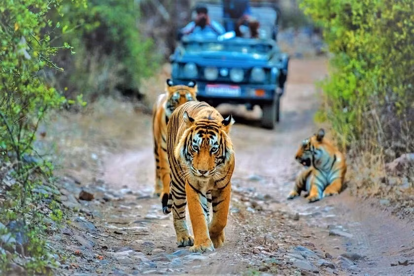 Điểm đến viên ngọc ẩn bang Madhya Pradesh, Ấn Độ đem lại cho du khách trải nghiệm đặc biệt là cơ hội quan sát hổ tại 1 trong 3 khu bảo tồn quốc gia Bandhavgarh, Kanha và Panna.