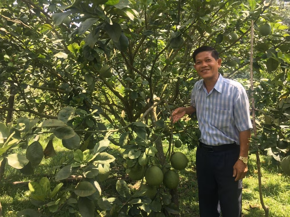 Mô hình trồng bưởi của hộ nông dân Châu Văn Lợi (huyện Phú Giáo) mang lại giá trị kinh tế cao.