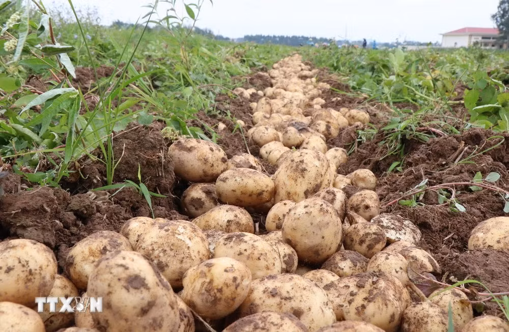 Sản lượng khoai tây hàng năm không đủ phục vụ ăn tươi và chế biến.