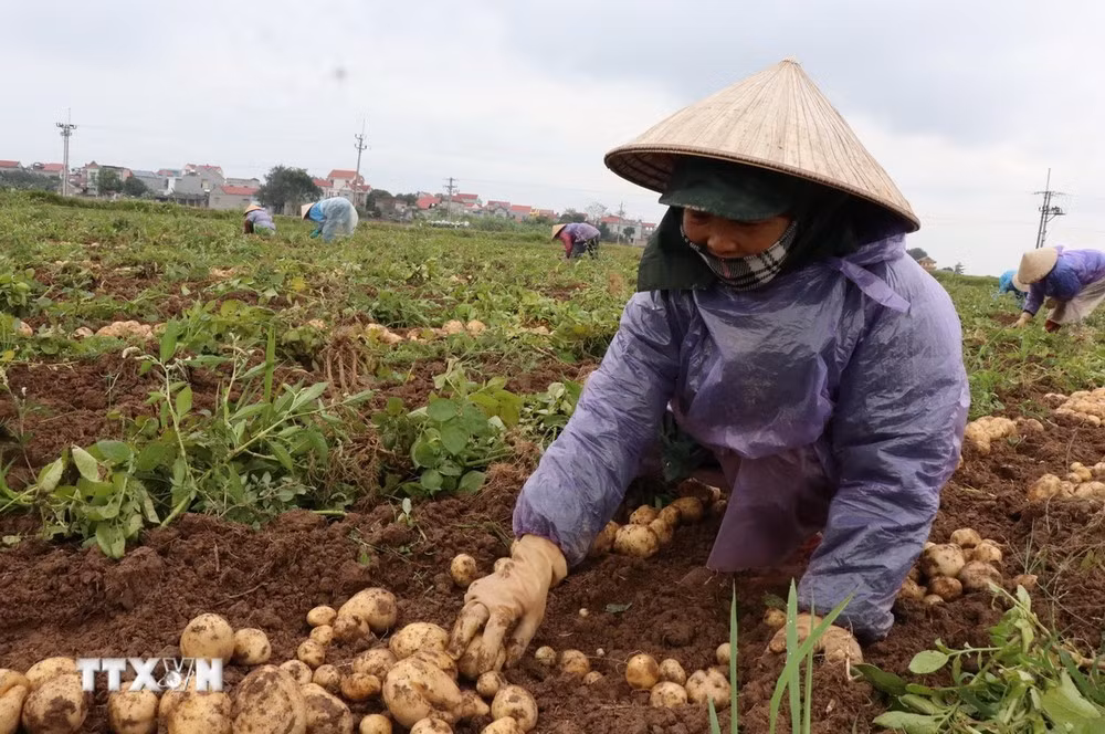 Nông dân xã Đào Viên, thị xã Quế Võ, tỉnh Bắc Ninh thu hoạch khoai tây.