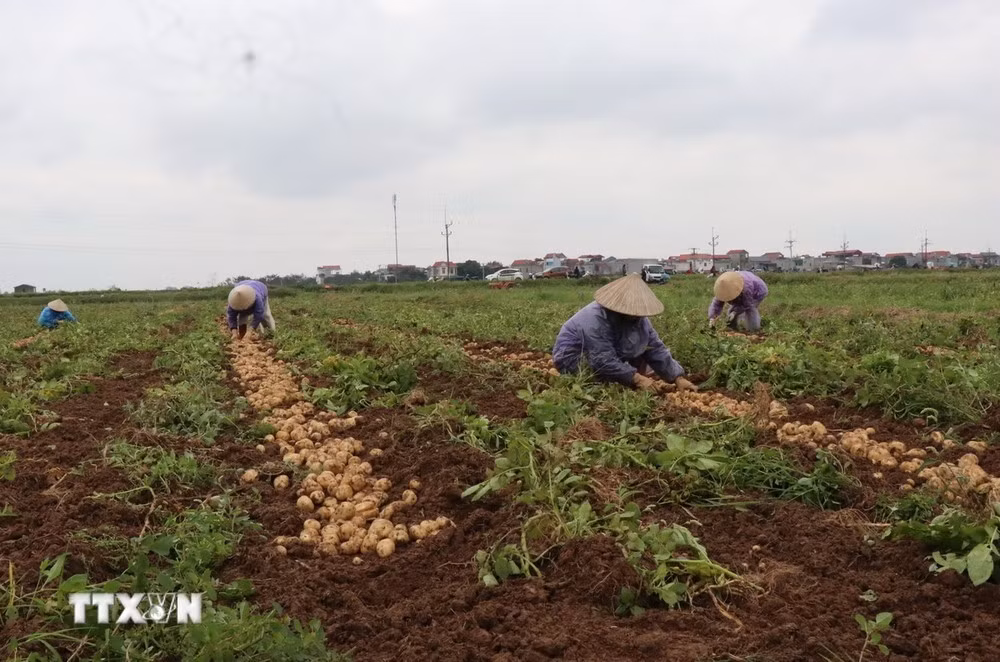 Dư địa để miền Bắc trở thành vùng nguyên liệu khoai tây chủ lực rất lớn.