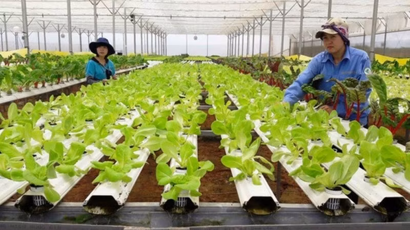 Cây trồng chuyển gen được xem như là một trong những giải pháp giảm thiểu những thiệt hại cho ngành nông nghiệp trong bối cảnh hiện nay.