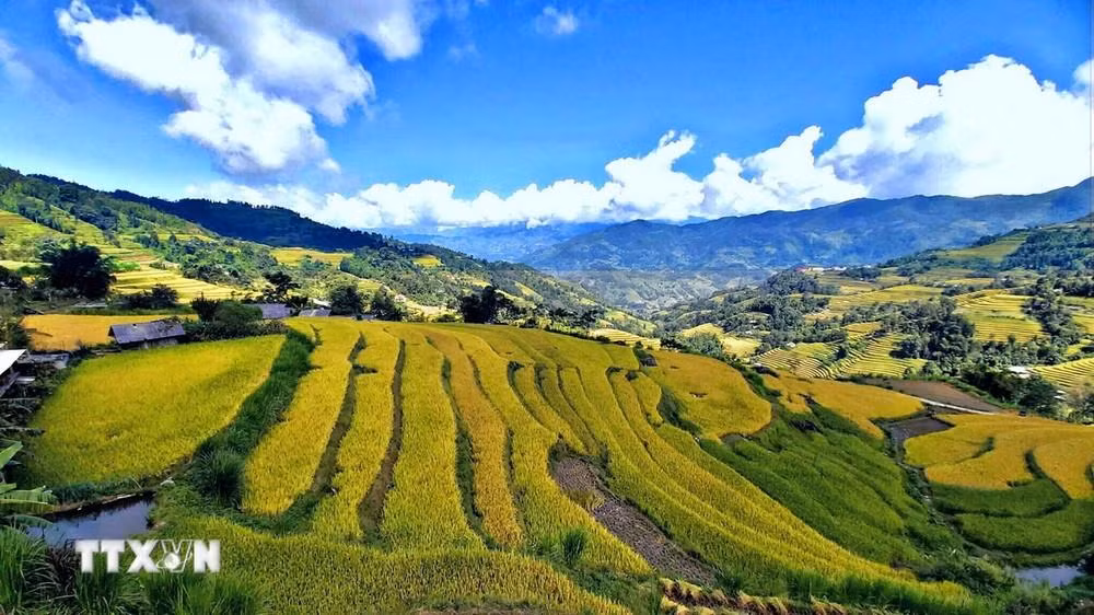 Ruộng bậc thang ở Tả Sử Choóng, huyện Hoàng Su Phì (Hà Giang).