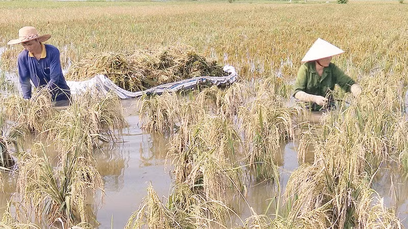 Người dân xã Văn Xá, huyện Kim Bảng (Hà Nam) thu hoạch lúa sau bão.