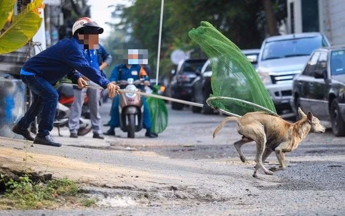 Nhiều địa phương đã tiến hành ra quân xử lý chó thả rông.