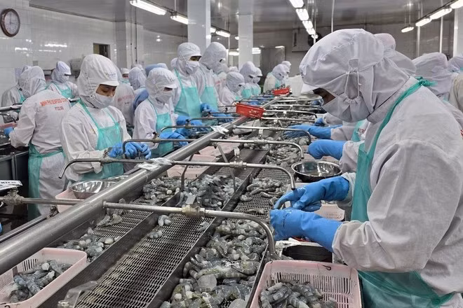 Chế biến mặt hàng tôm đông lạnh phục vụ xuất khẩu tại Công ty Minh Phú, phường 8, thành phố Cà Mau (tỉnh Cà Mau).