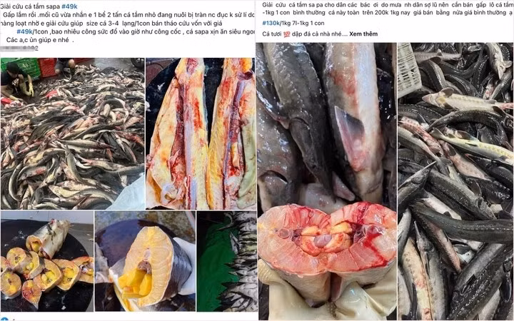 Cá tầm Sa Pa được rao bán "giải cứu" trên chợ mạng. (Ảnh chụp màn hình).