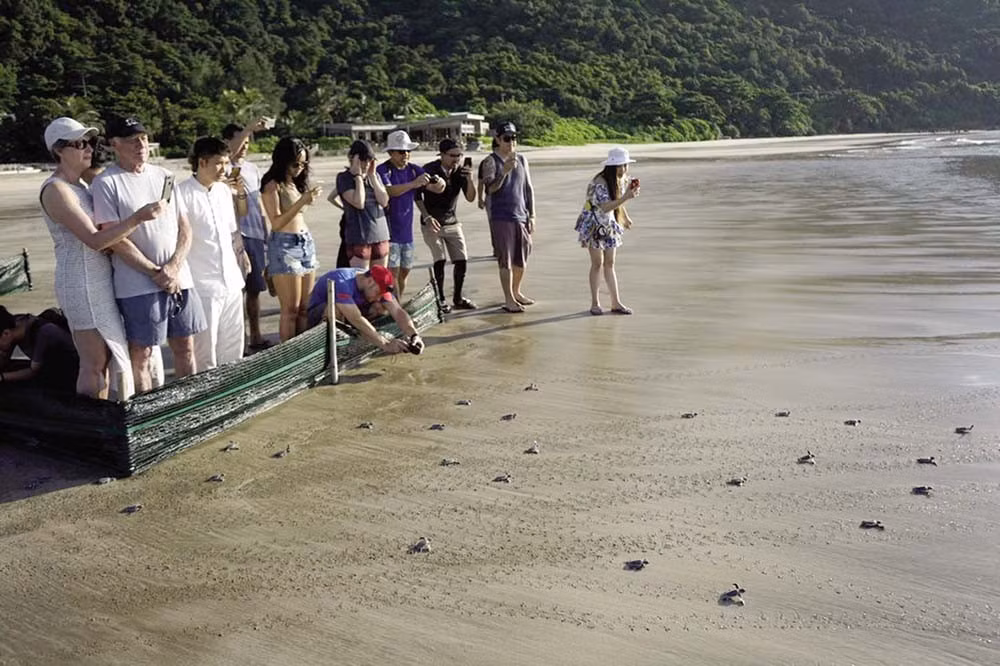turtle-hatchling-release.jpg