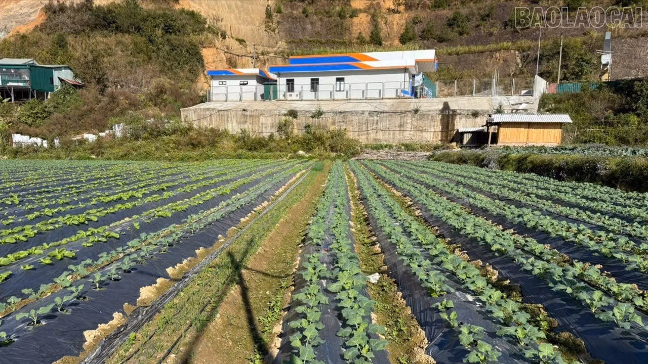 baolaocai-tr_4ha-mcc-8740.jpg