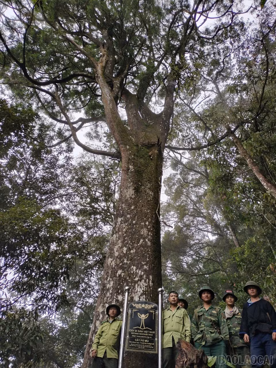 baolaocai-br_5.jpg