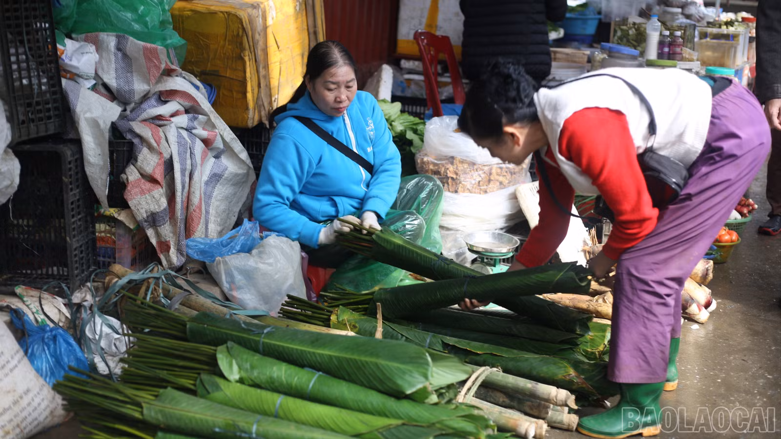 baolaocai-br_la-dong-7545.jpg